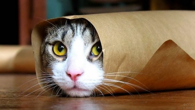Котик сделает лучше любой логотип
