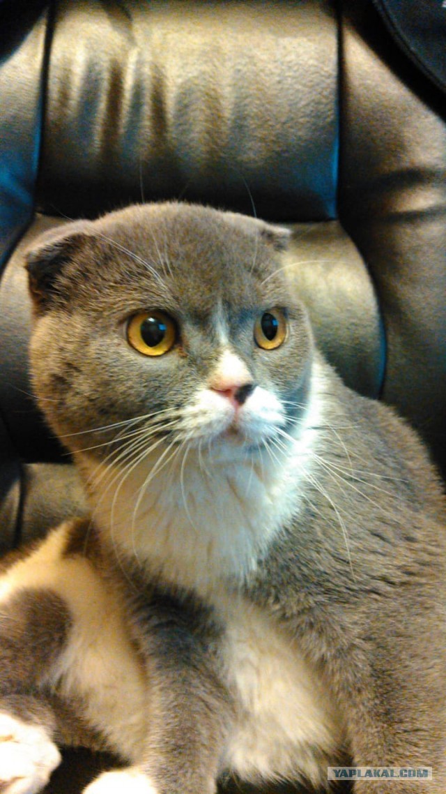 Новогодние котики!