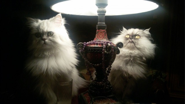 Котовторник. Добавляйте своих