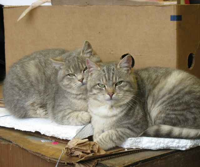 Уличные котаны