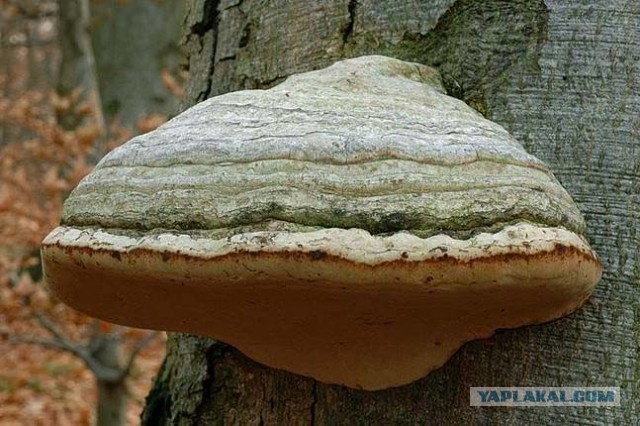 Чага - берёзовый гриб