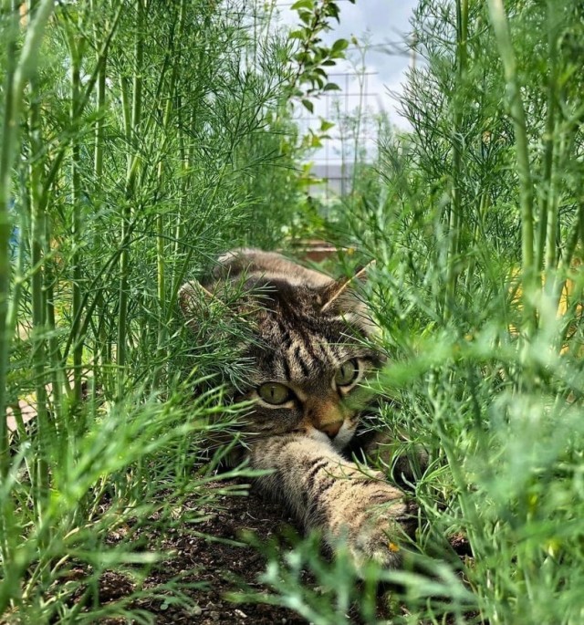 Всяческие картинки