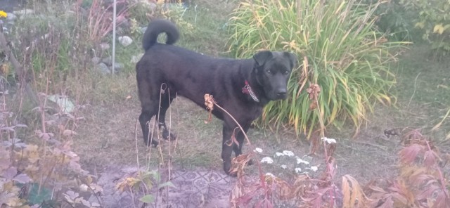 Подборка диких помесей собак