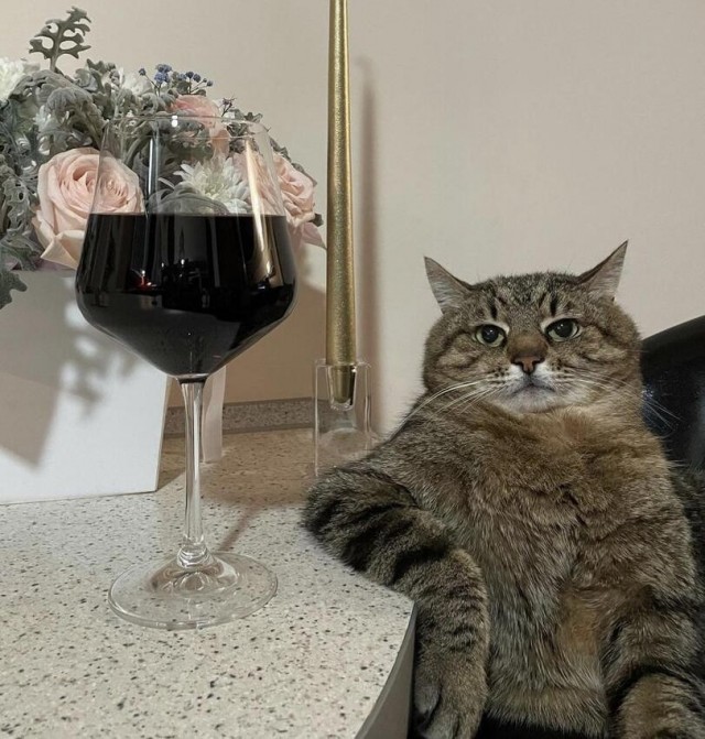 Котовторнику быть