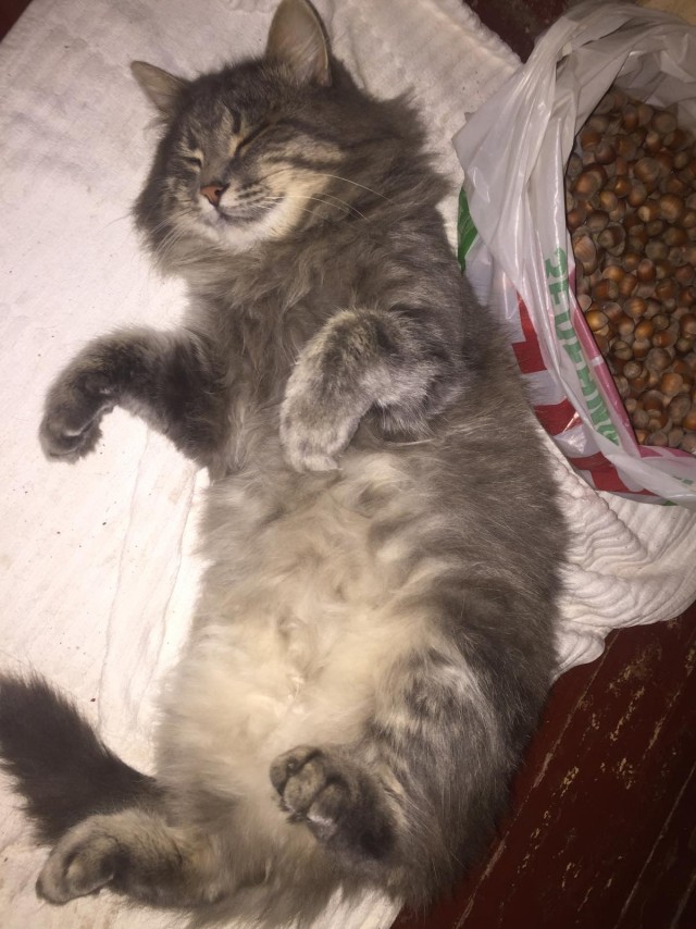 Вы, что спите? Вставайте, котовторник же!