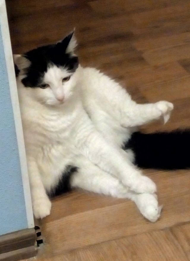 Котовторник 21.12.21