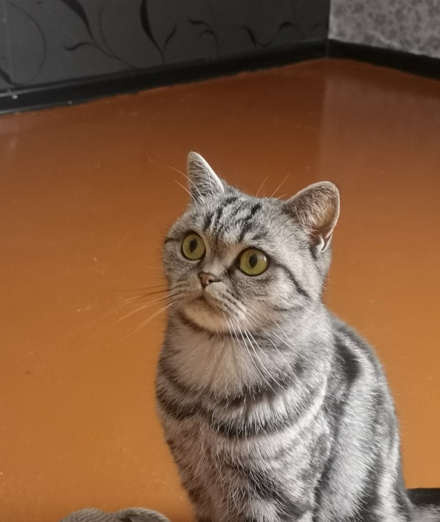 Котовторник. Картинки и буквы 08.02.22