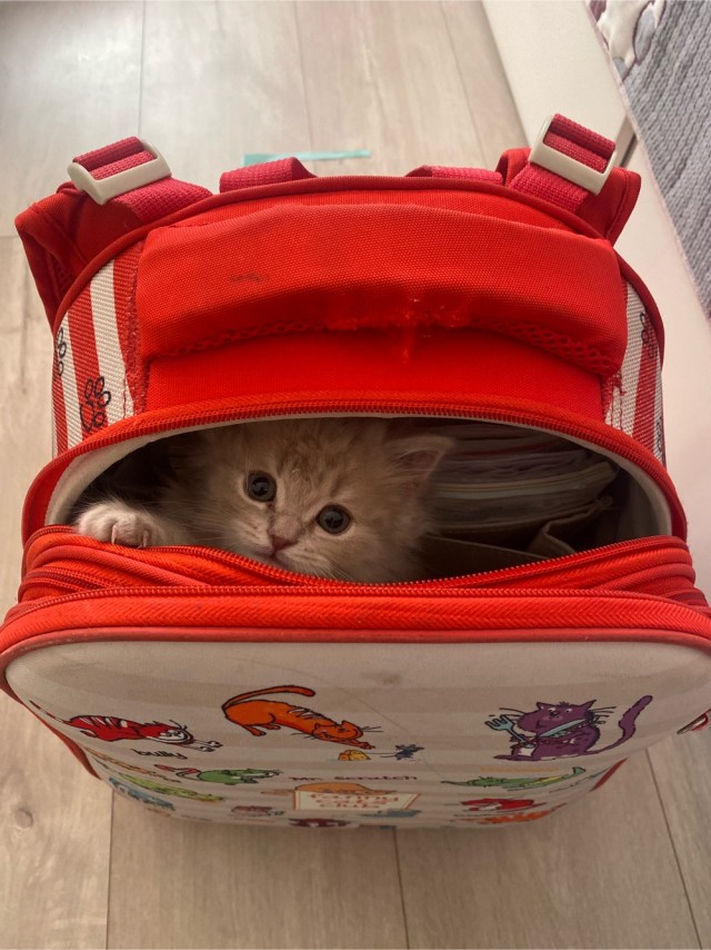 Котовторник - по расписанию!