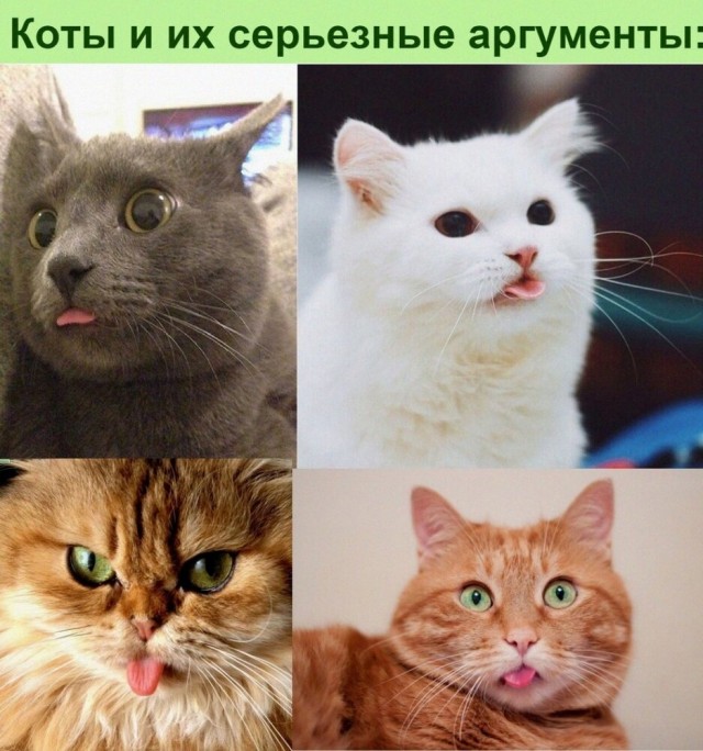 Весёлый полтишок 24.05.22