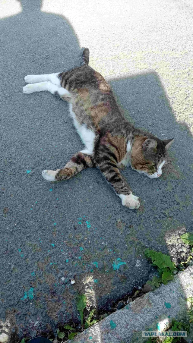 Котовторник. Королева помойки