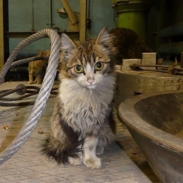 Коты ишачат на заводе