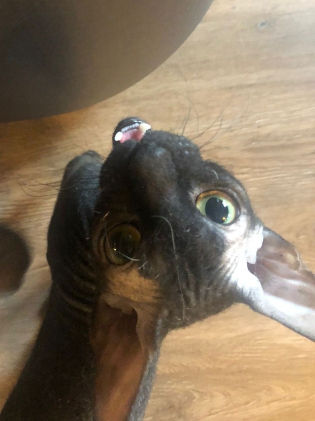 С Котовторником вас! Зовут Чеса!