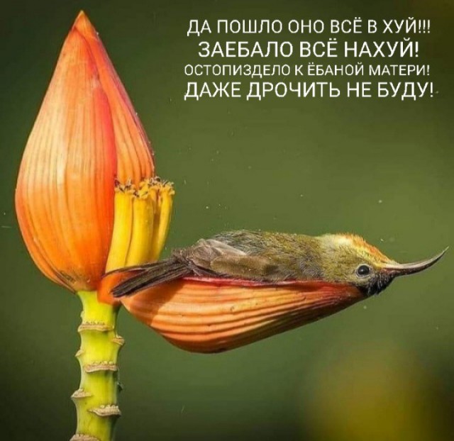 Вот как отдыхает желтоспинная острохвостая нектарница