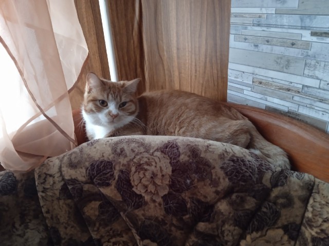 Мой котовторник