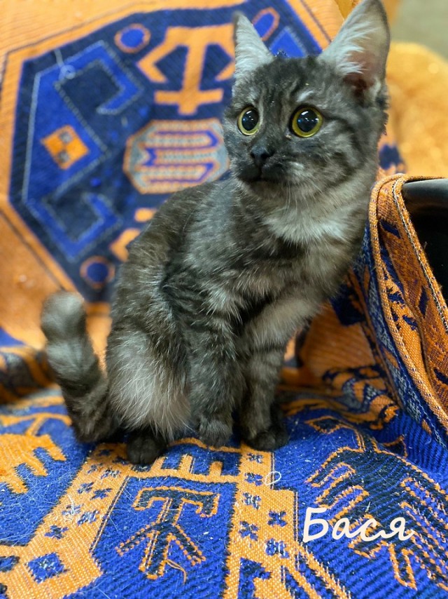 Жизнь домашнего приюта "Котоленд" 366