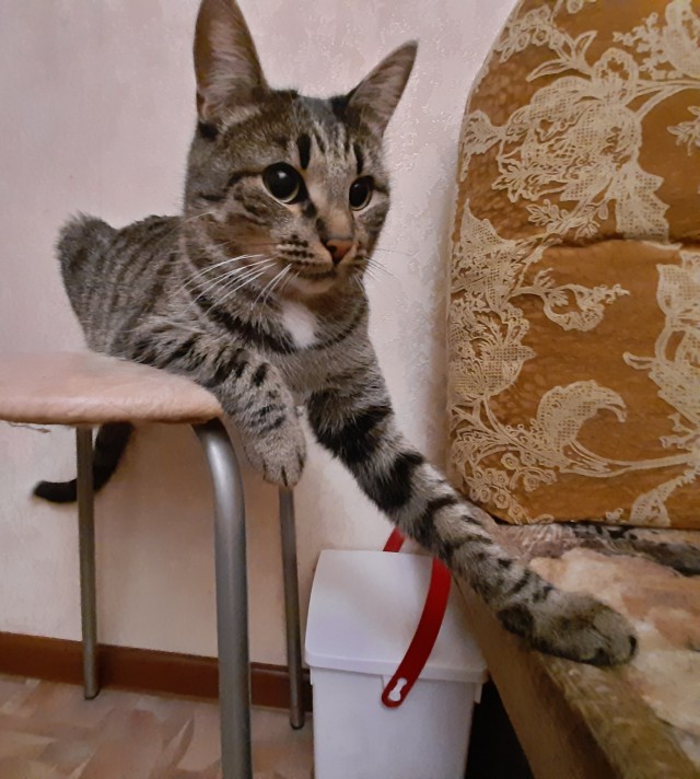 Котовторник 17.01.23