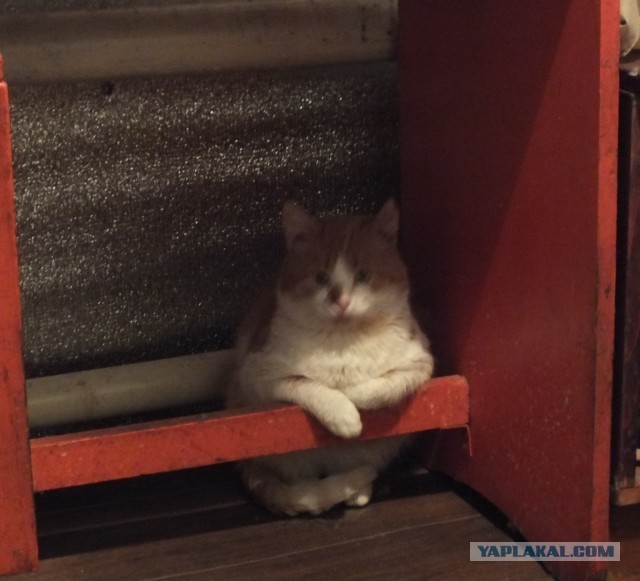 Кот Филимон