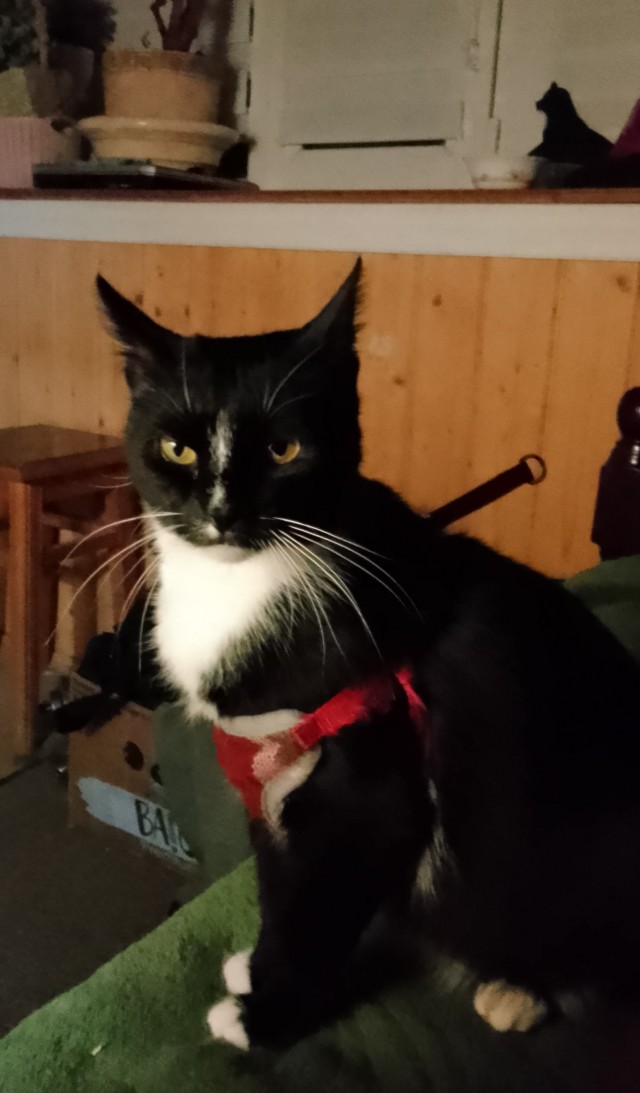 Котаро