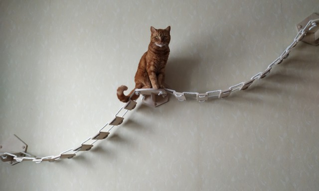 Вы хочите кошек, их есть у меня...