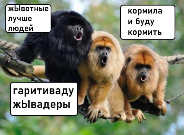 Регионам разрешили усыплять бездомных собак