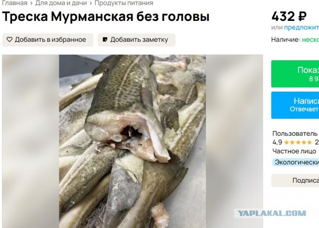 Атлантическая треска: Великобритания и Исландия воевали за эту рыбу 24 года! Что в ней такого ценного?