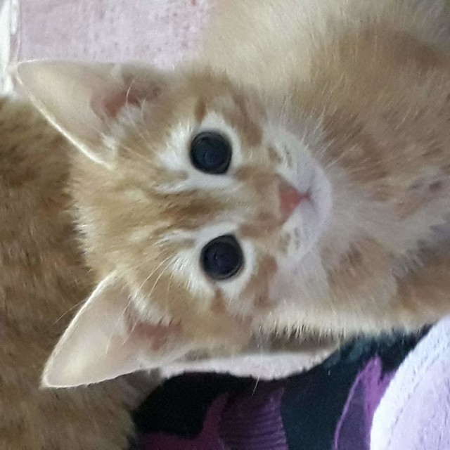 Котовторник