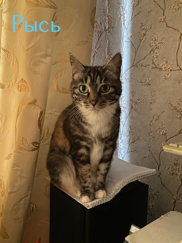 Жизнь домашнего приюта "Котоленд" 419