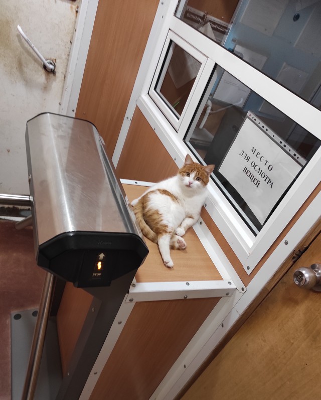 Заводские коты