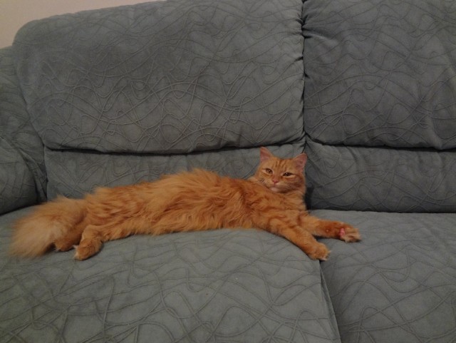 Котовторник  07.05.2013