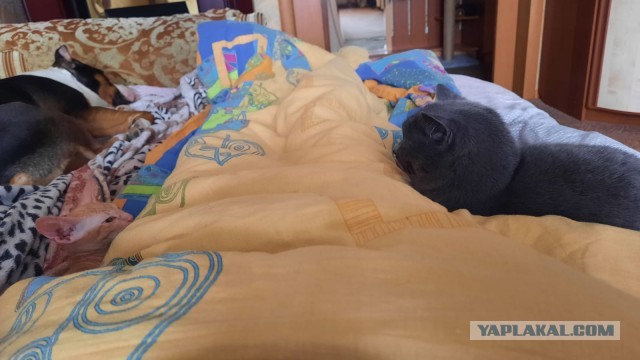Друган