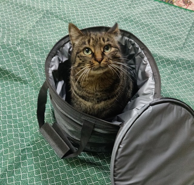 А в следующей жизни я хотел бы быть котом