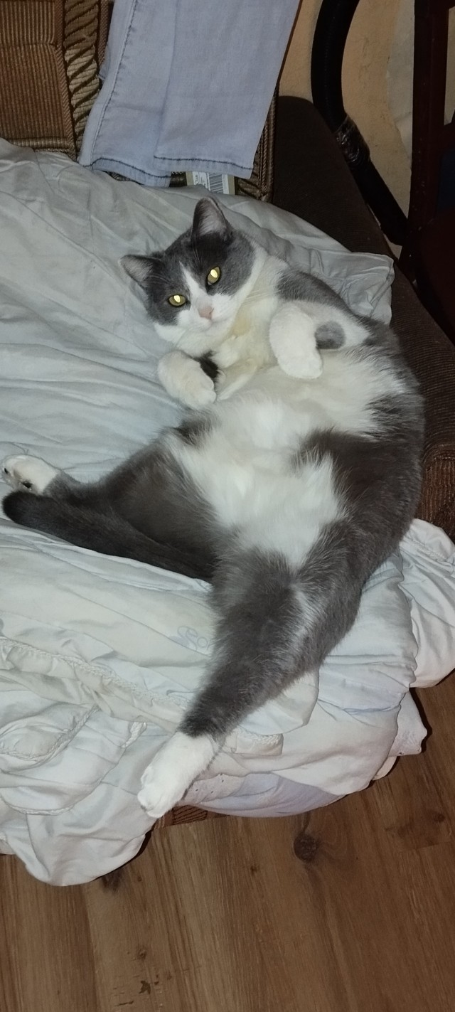 Всех с котовторником