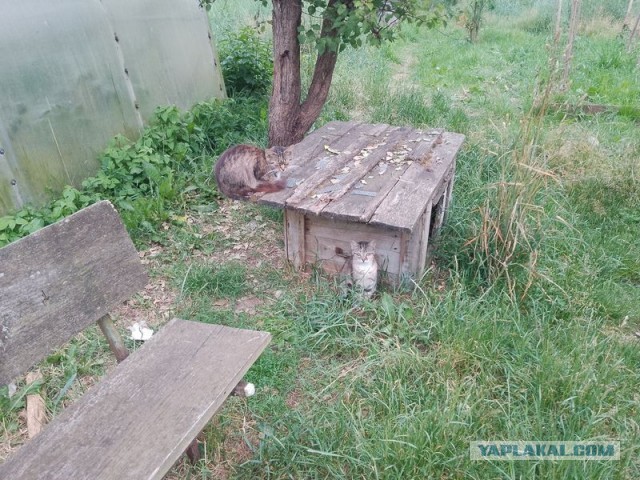 Жизнь домашнего приюта для котеек 500