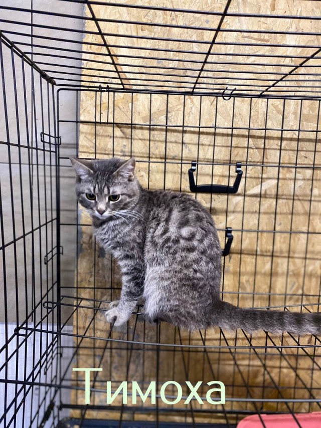 Жизнь домашнего приюта "Котоленд" 445