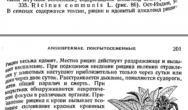 10 самых опасных и ядовитых растений, встречающихся в России