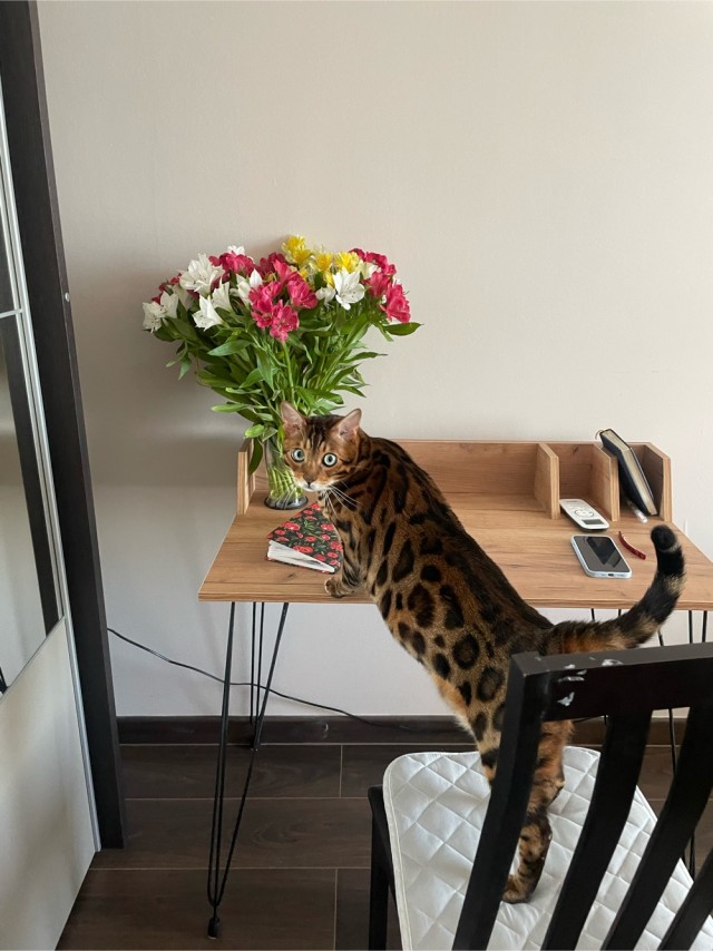 Котовторник в картинках