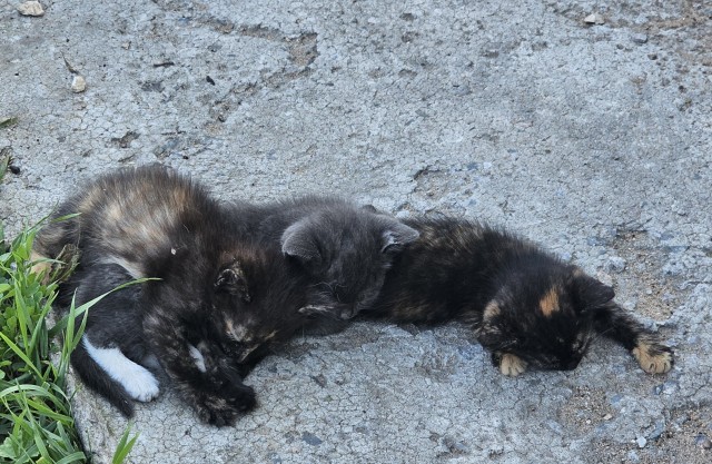 Котовтоник в картинках