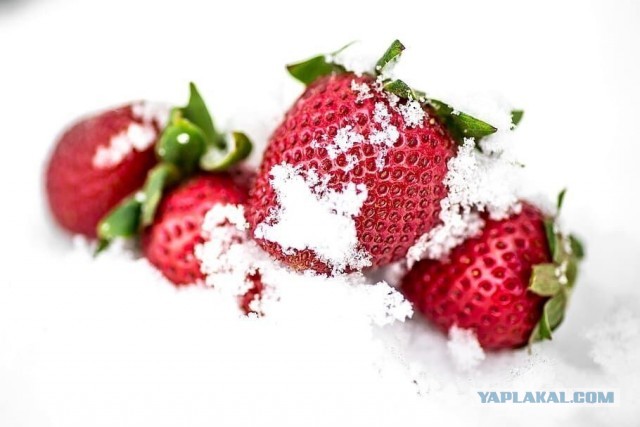 Зараженную клубнику из Египта обнаружили в Московской области