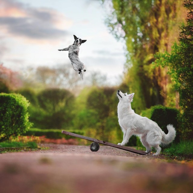 15 самых смешных фото за всю историю конкурса Pet Photography Awards