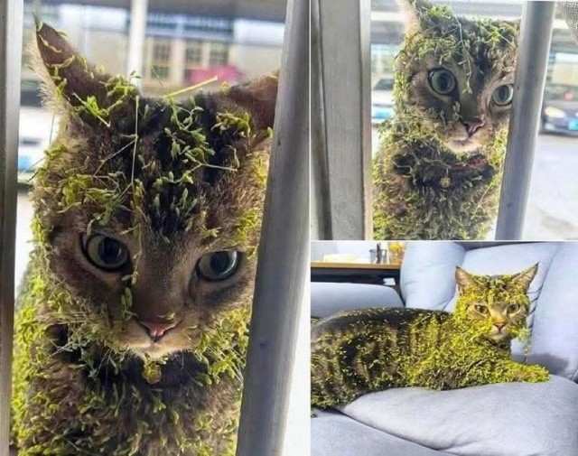 Картинки субботнего утра