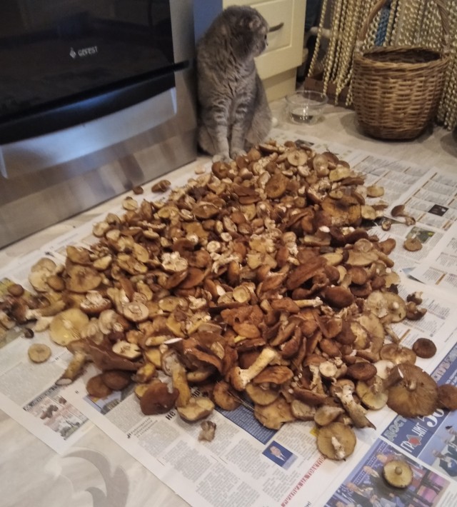 В продолжение предыдущей темы. Опята вновь атакуют.