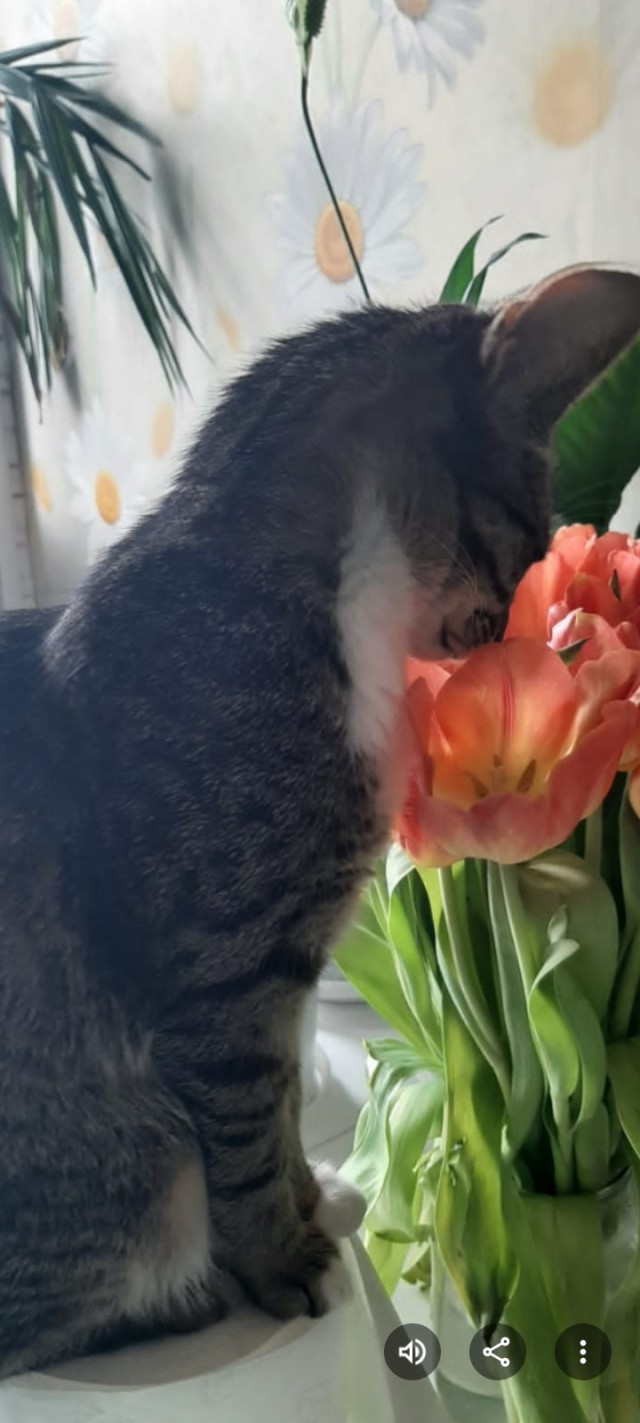 А котовторник уже пришёл?