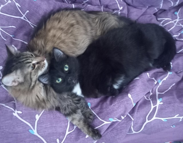 С котовторником!
