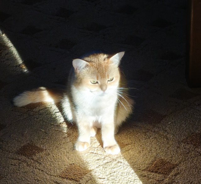 На котовторник. Моя Милка