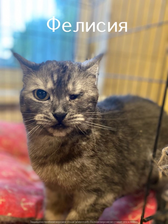 Жизнь домашнего приюта "Котоленд" 547