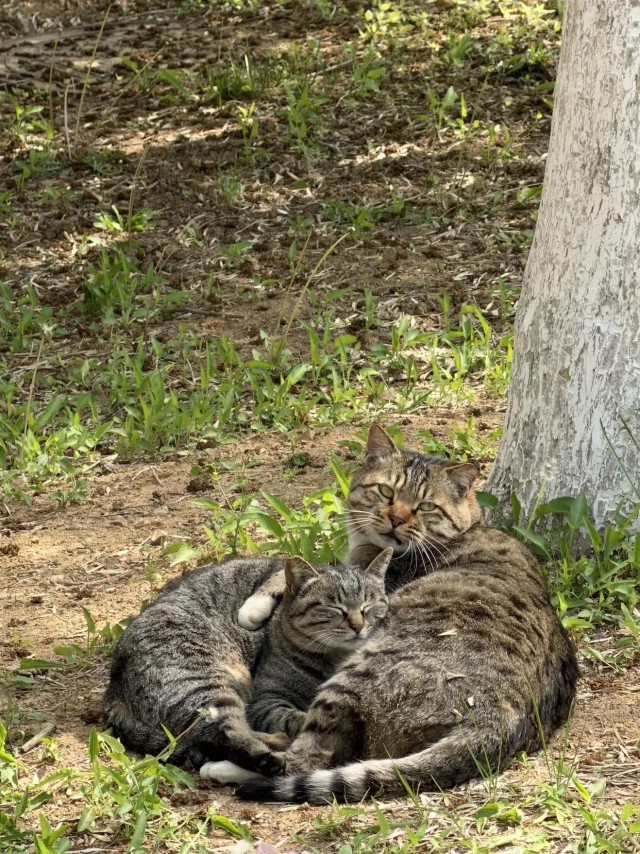 Парочка (котовторник)
