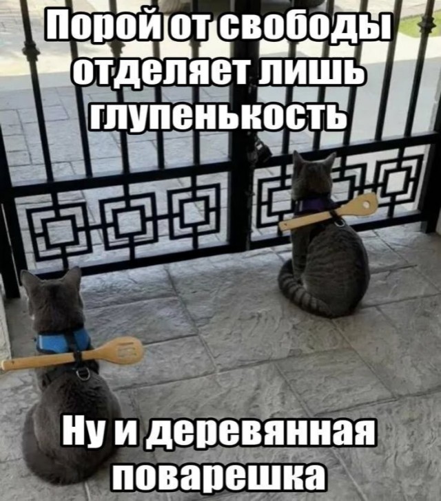 Картинки для деградации 294 (разной степени свежести)