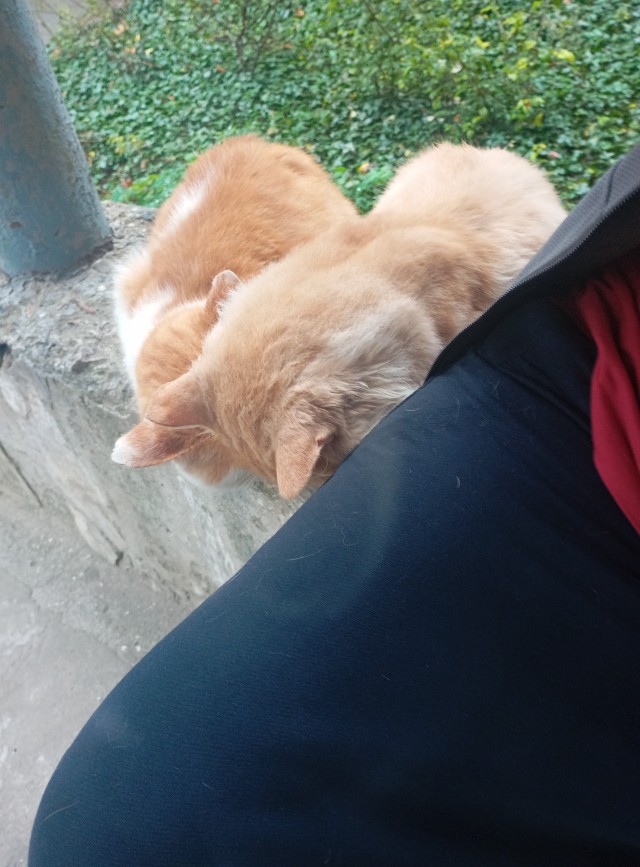 К-котовторник