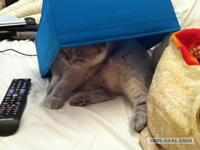 А где прячется ваш кот?