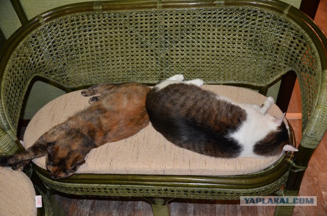 Котовторник  08.04.2014